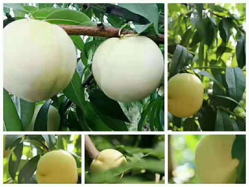 白桃