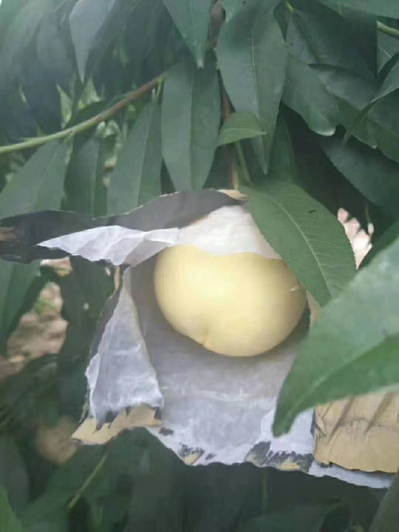 白桃