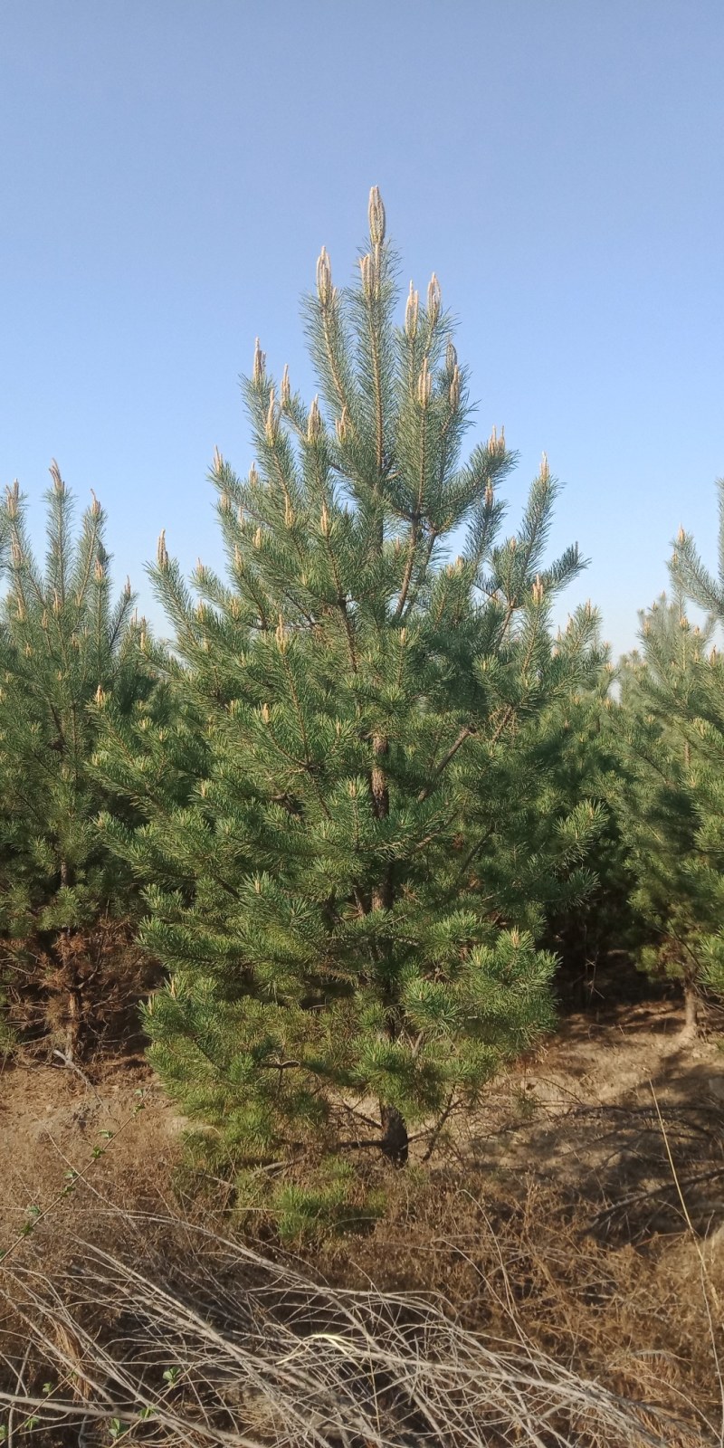 樟子松大田定植，不烧堂，大冠幅，一级货。各种高度占地苗量