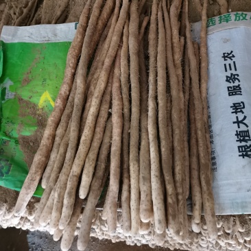 小白嘴大混货