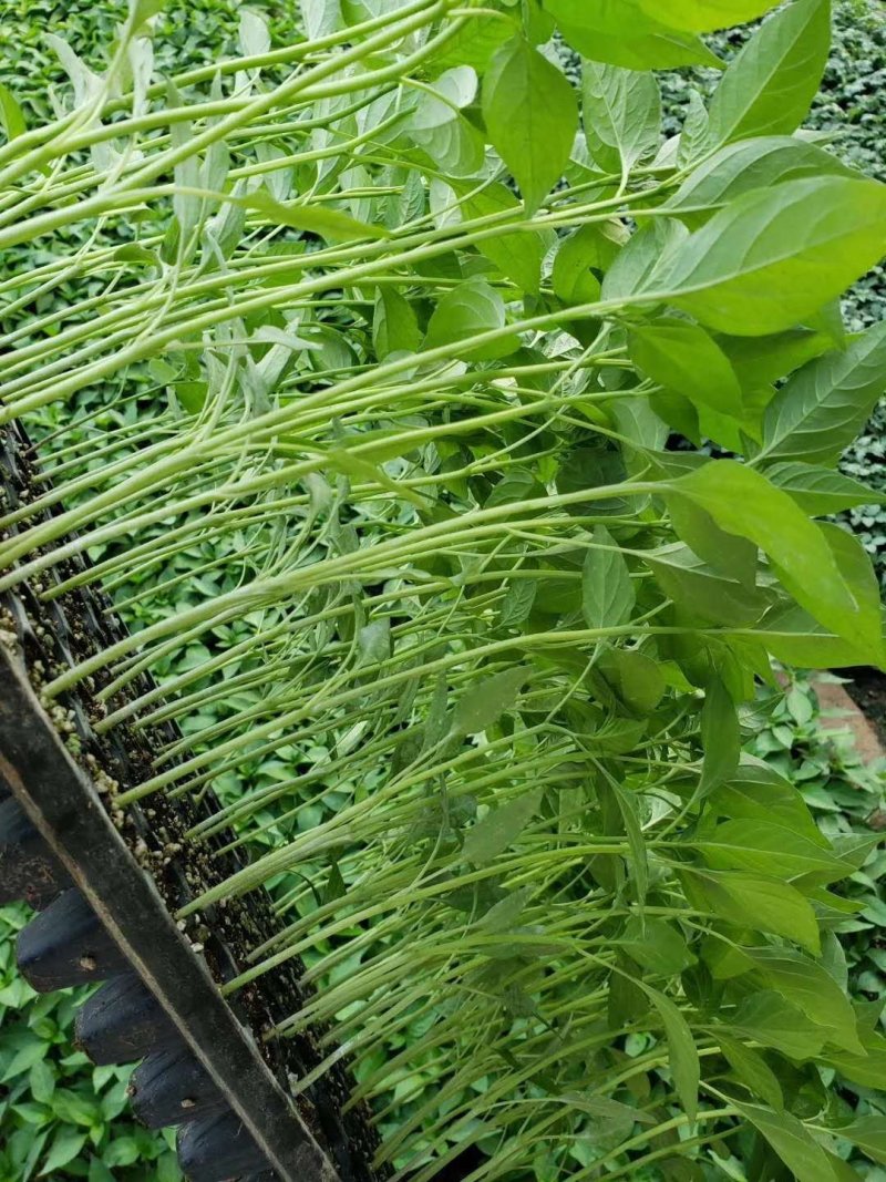 线椒苗二荆条辣椒苗黑条椒苗加长线椒苗品种质量上成