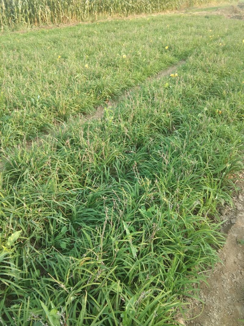 优质萱草金娃娃大花萱草500万棵出售货源地宿迁2号河北