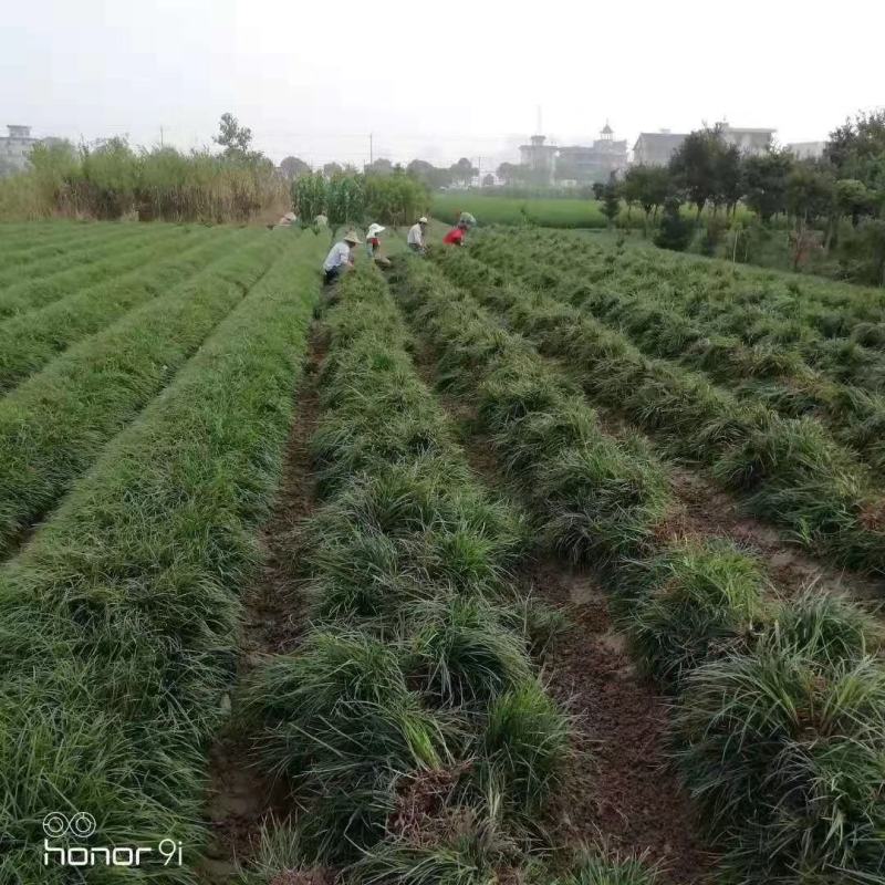 优质萱草金娃娃大花萱草500万棵出售货源地宿迁2号河北