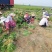 优质萱草金娃娃大花萱草500万棵出售货源地宿迁2号河北