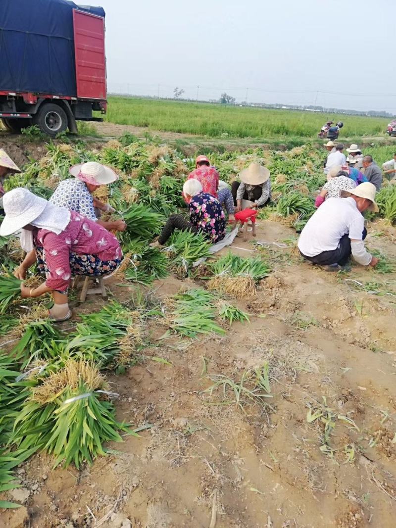 优质萱草金娃娃大花萱草500万棵出售货源地宿迁2号河北
