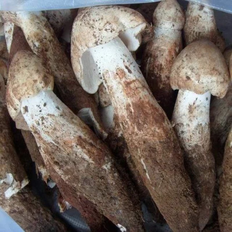 纯正宗云南白鸡枞菌，又白又大的好鸡枞菌，全国发货中！