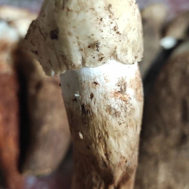 纯正宗云南白鸡枞菌，又白又大的好鸡枞菌，全国发货中！