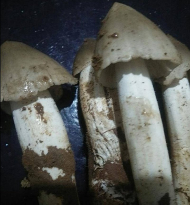 纯正宗云南白鸡枞菌，又白又大的好鸡枞菌，全国发货中！