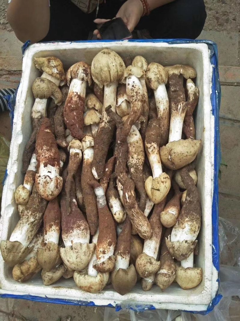 纯正宗云南白鸡枞菌，又白又大的好鸡枞菌，全国发货中！