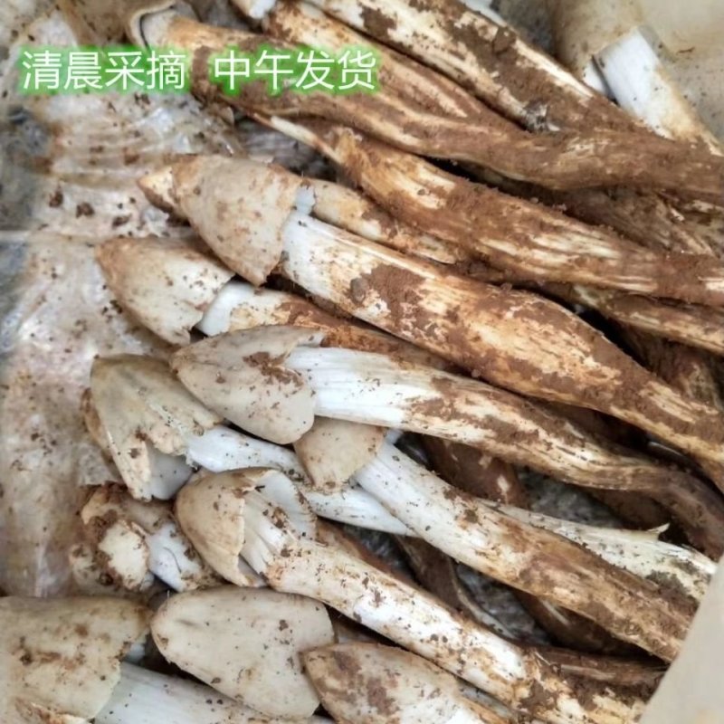 纯正宗云南白鸡枞菌，又白又大的好鸡枞菌，全国发货中！
