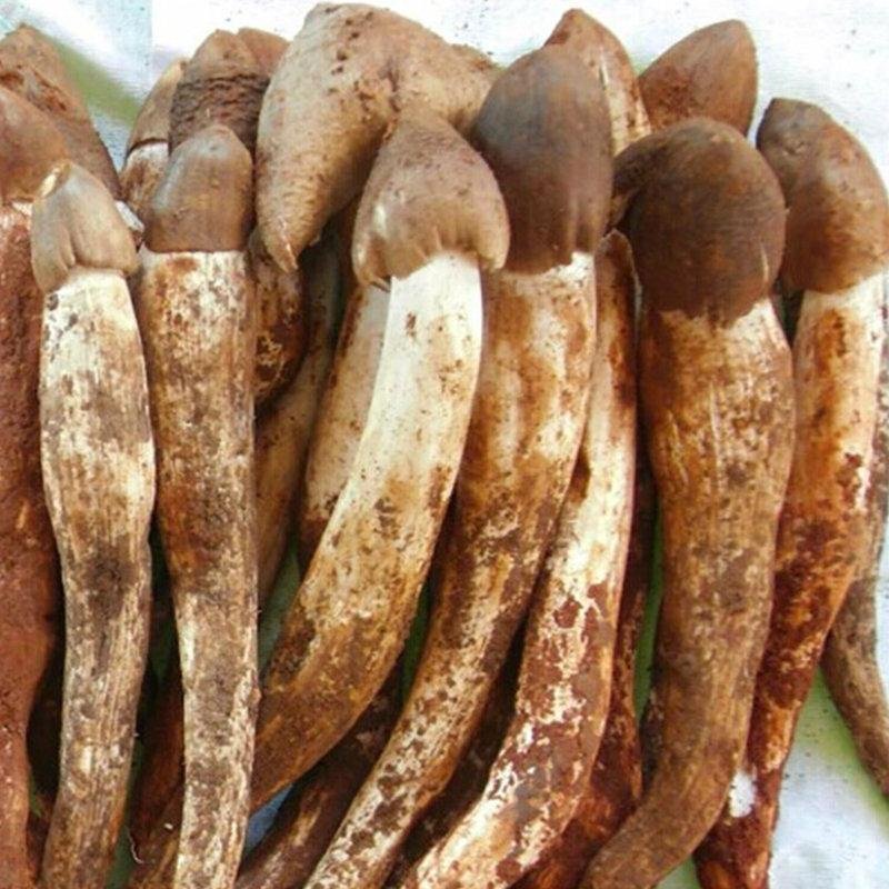 纯正宗云南白鸡枞菌，又白又大的好鸡枞菌，全国发货中！