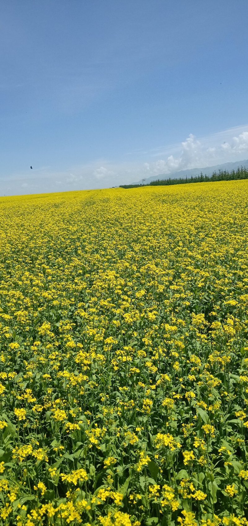 油菜花粉每瓶一斤每斤50元。批发零售，青海省海北州门源县