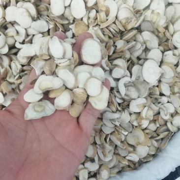 浙贝母2斤起批包邮部分地区不包邮量大电议
