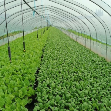 优质青菜，常年供应，质量有保障