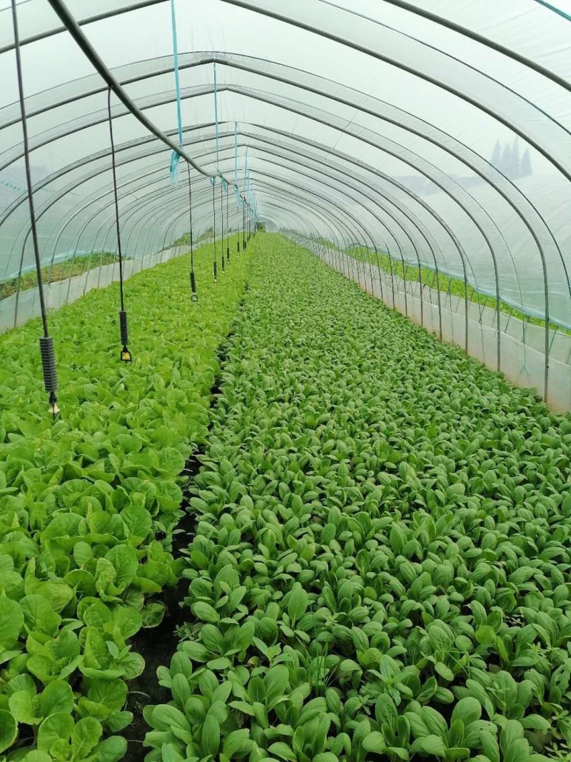 优质青菜，常年供应，质量有保障