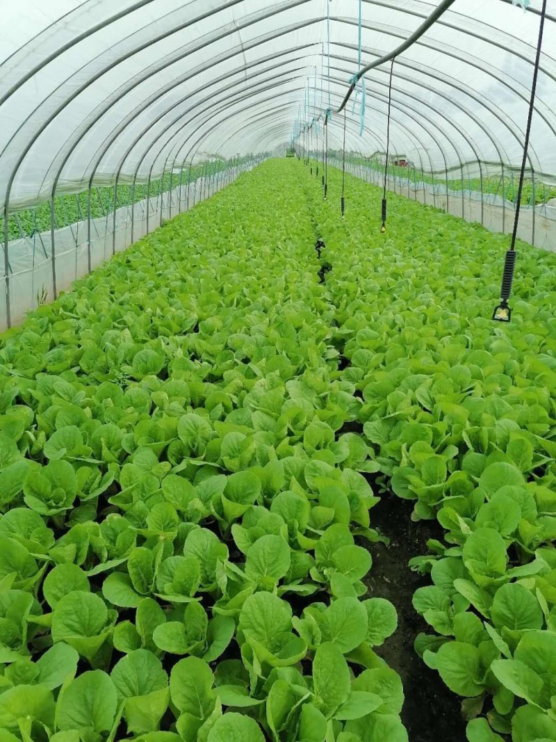 优质青菜，常年供应，质量有保障