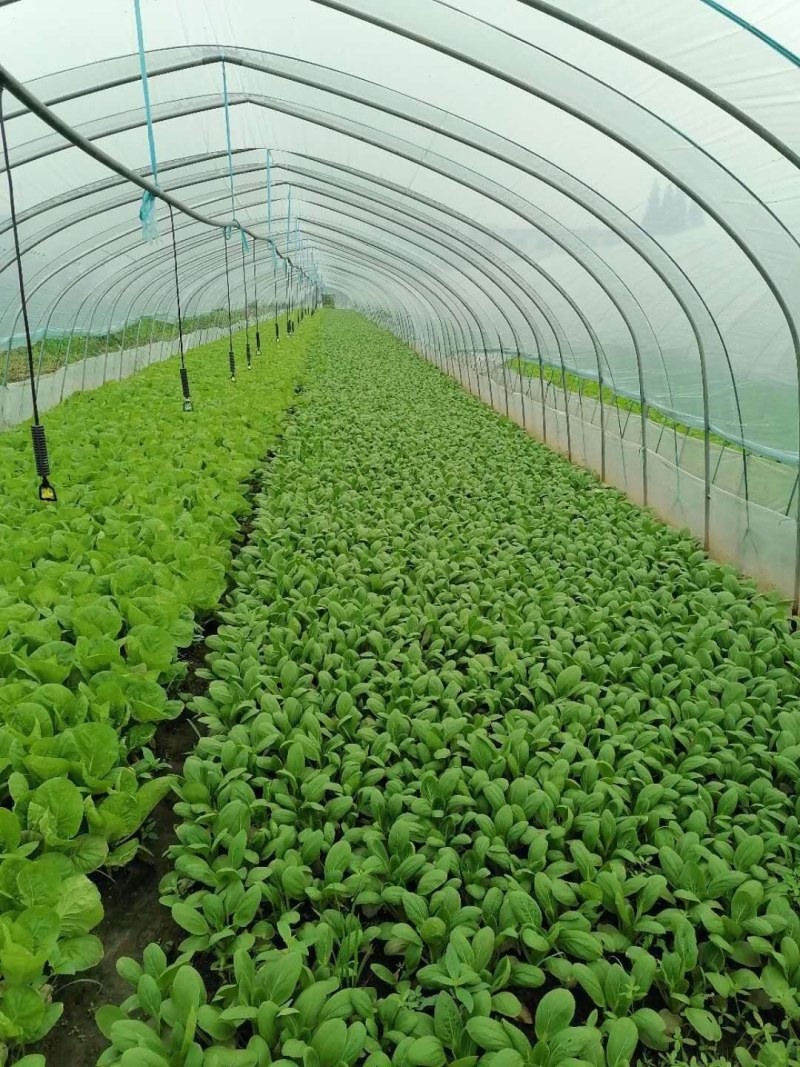 优质青菜，常年供应，质量有保障