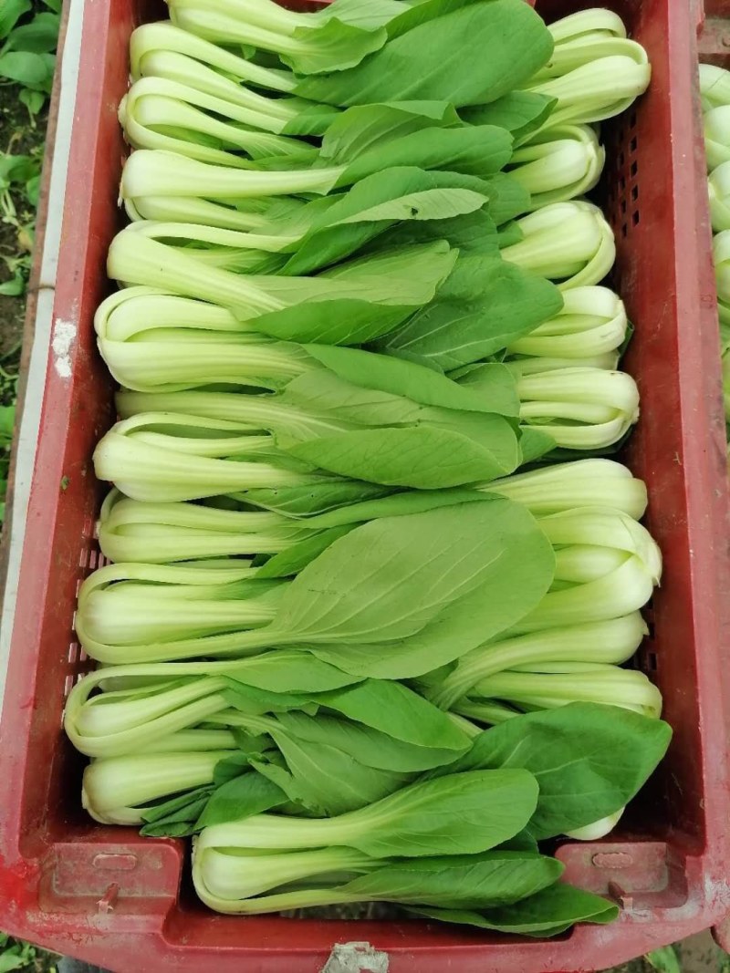 优质青菜，常年供应，质量有保障