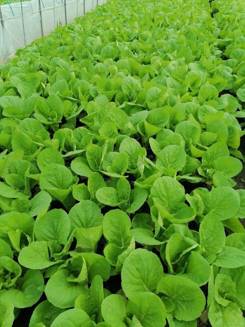 优质青菜，常年供应，质量有保障