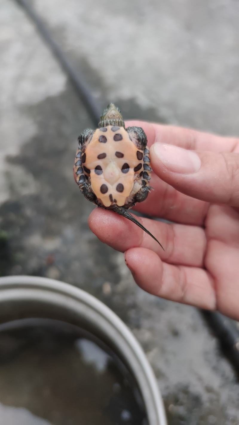 日杂花