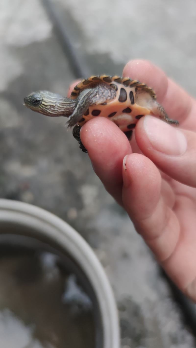 日杂花