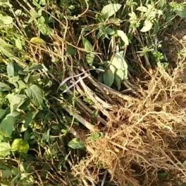 金银花苗新品种二十天左右不开花的树形金银花两年苗