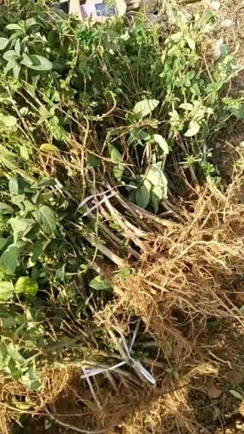 金银花苗新品种二十天左右不开花的树形金银花两年苗