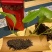 广西梧州六堡茶2013年特级大萝茶（黑茶500克）