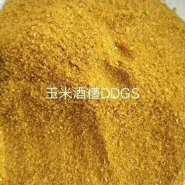 玉米酒糟DDGS，玉米酒糟DDGS，玉米酒糟DDGS，