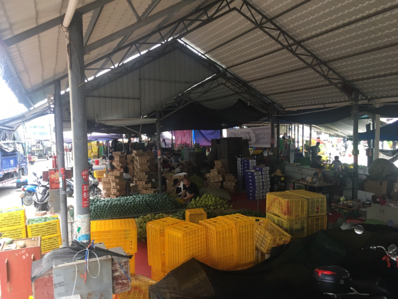 百色桂七芒果大量上市产地直销质量保证支持一件代发