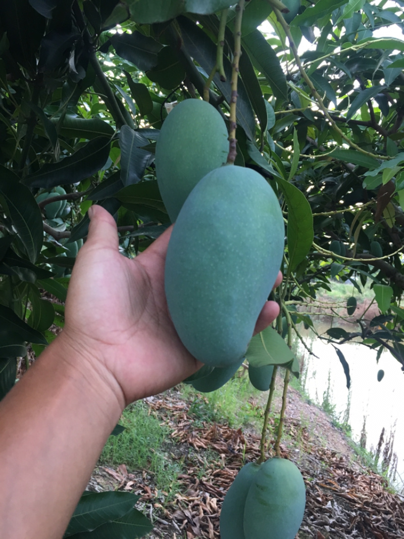 百色桂七芒果大量上市产地直销质量保证支持一件代发