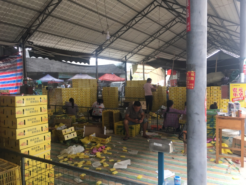 百色桂七芒果大量上市产地直销质量保证支持一件代发