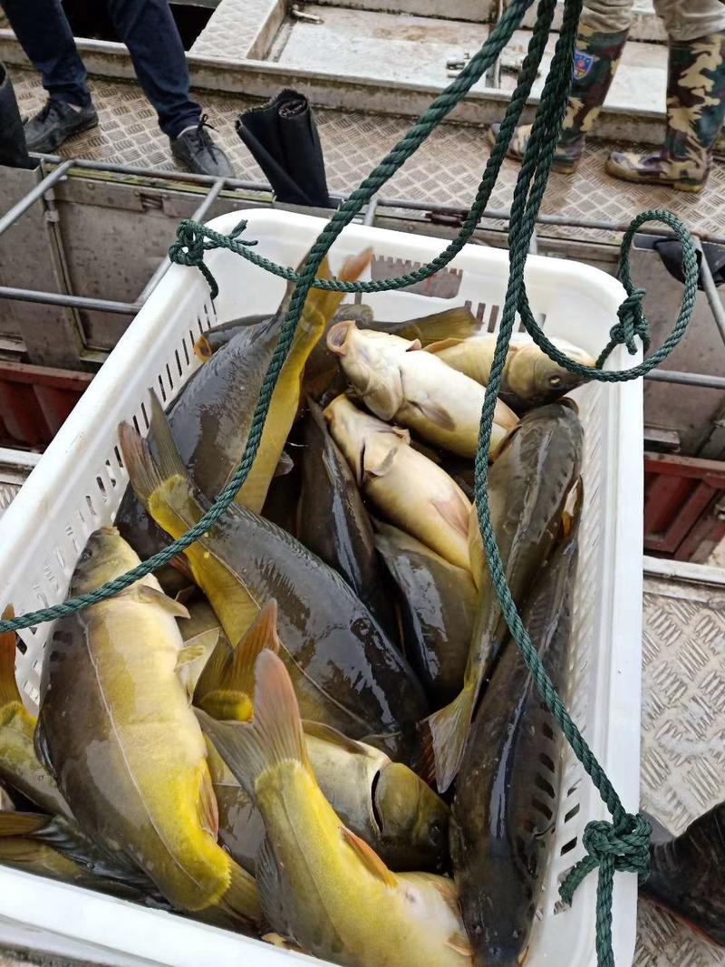 裸鲤鱼苗出售产地大量出售包运输下塘提供技术货到付款