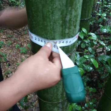 毛竹（大量各种规格尺寸楠竹）