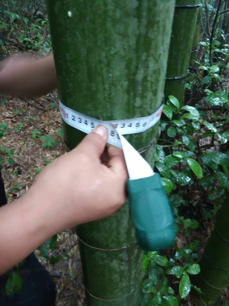 毛竹（大量各种规格尺寸楠竹）