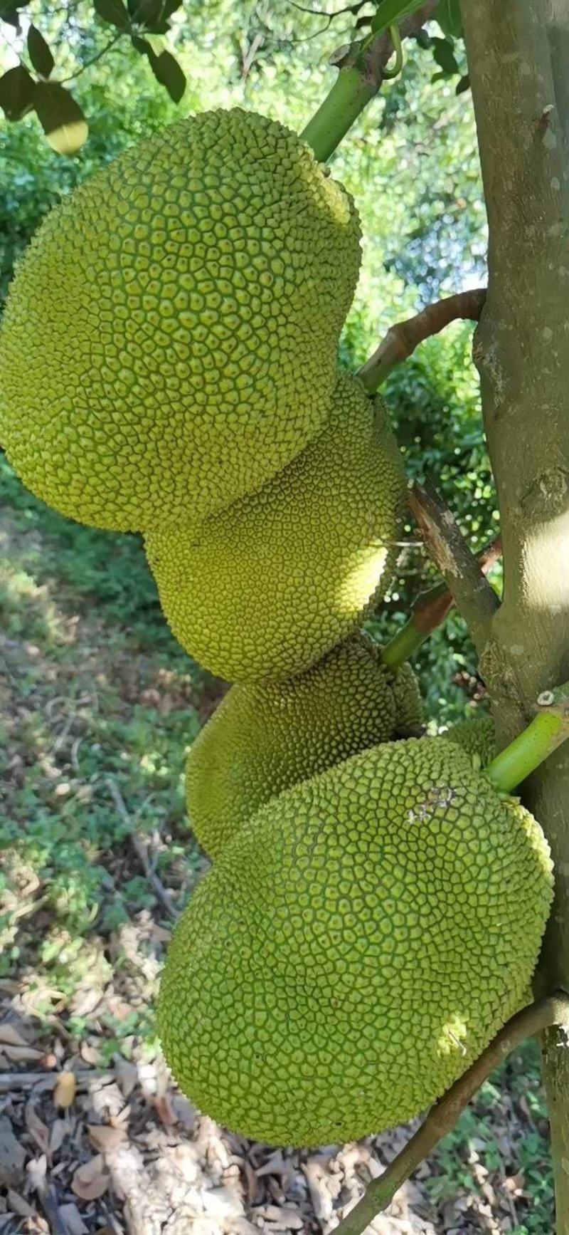 木菠萝蜜，产地直销，青皮，欢迎老板来电，
