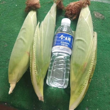 粘玉米，颗粒饱满，个头均匀，上市啦！