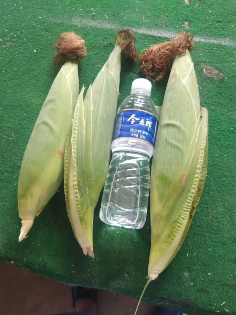 粘玉米，颗粒饱满，个头均匀，上市啦！