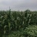 粘玉米，颗粒饱满，个头均匀，上市啦！