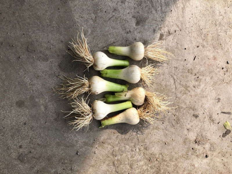 吉林万亩产区种植基地特产青蒜头一件代发！