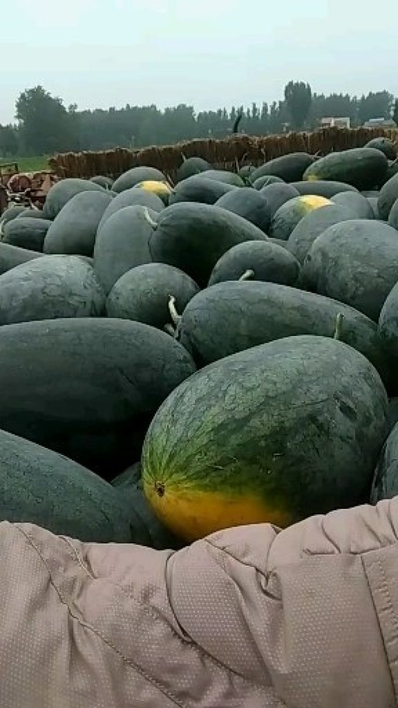 西瓜量大量大速抢速抢质量杠杠滴