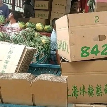 西瓜量大量大速抢速抢质量杠杠滴