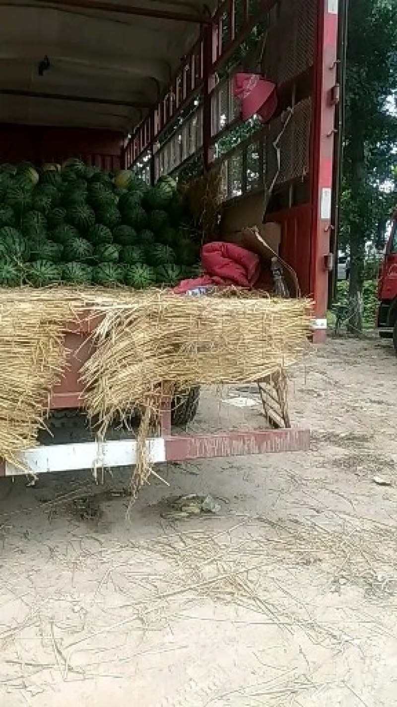西瓜量大量大速抢速抢质量杠杠滴