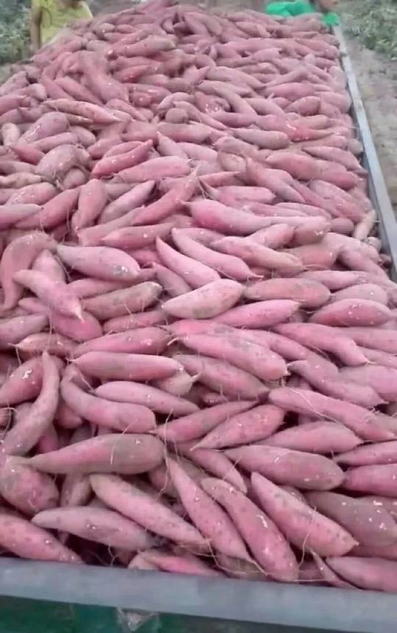 【精品批发】红薯龙9库存西瓜红，供应5大品种，代发全国