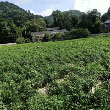 贵州精品二荆条大量上市