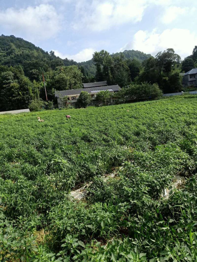 贵州精品二荆条大量上市