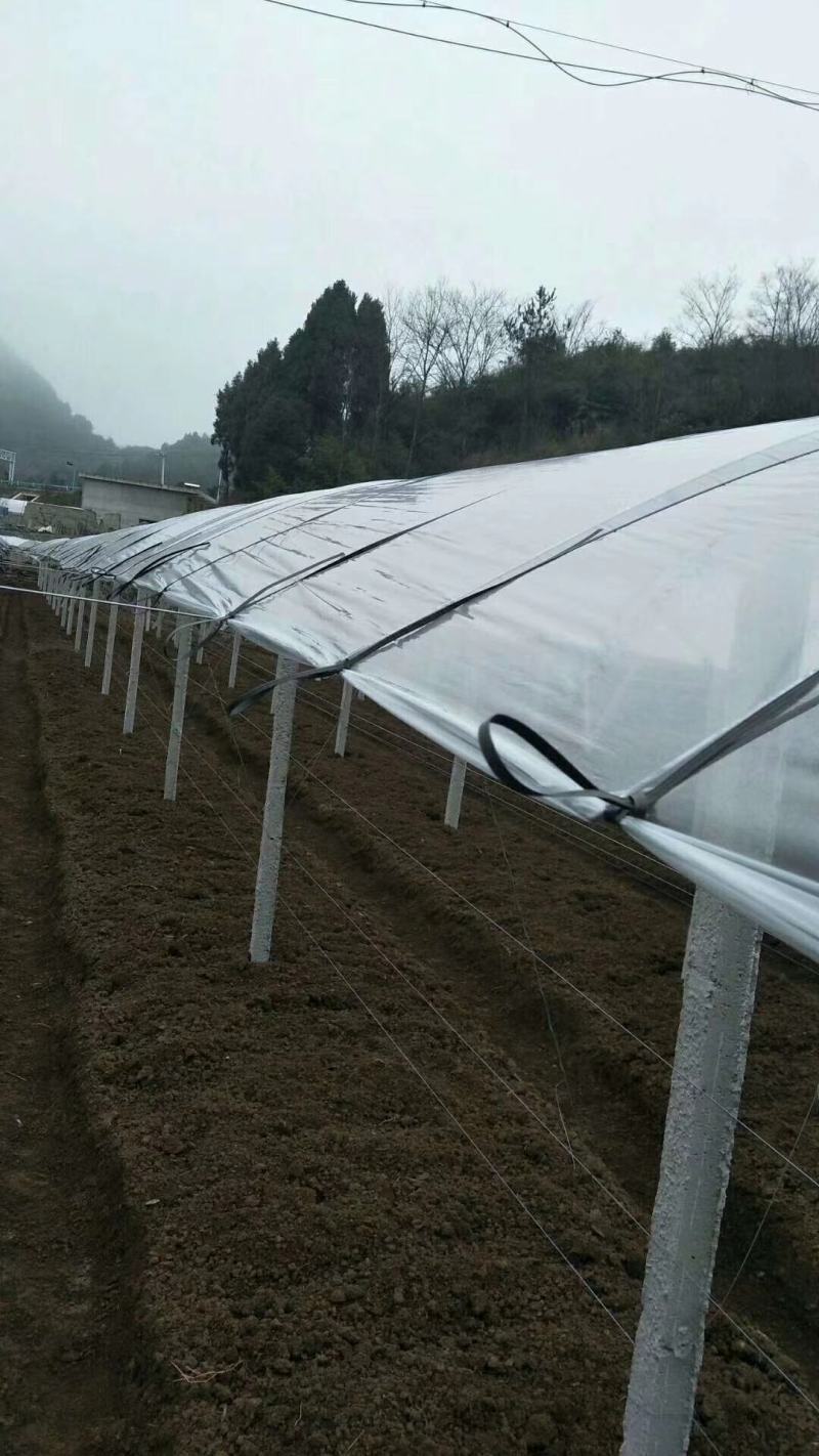 水泥柱子吕包钢线都有现货。专业搭百香果架猕猴桃架葡萄架。