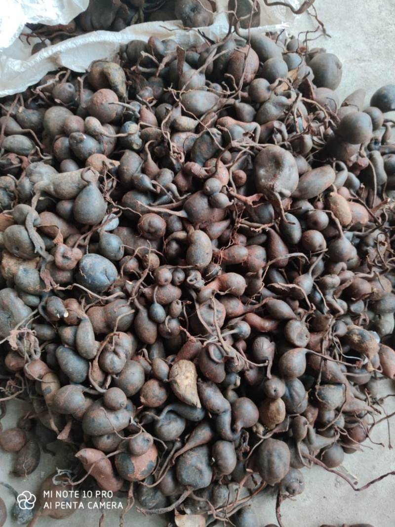 乌灵参