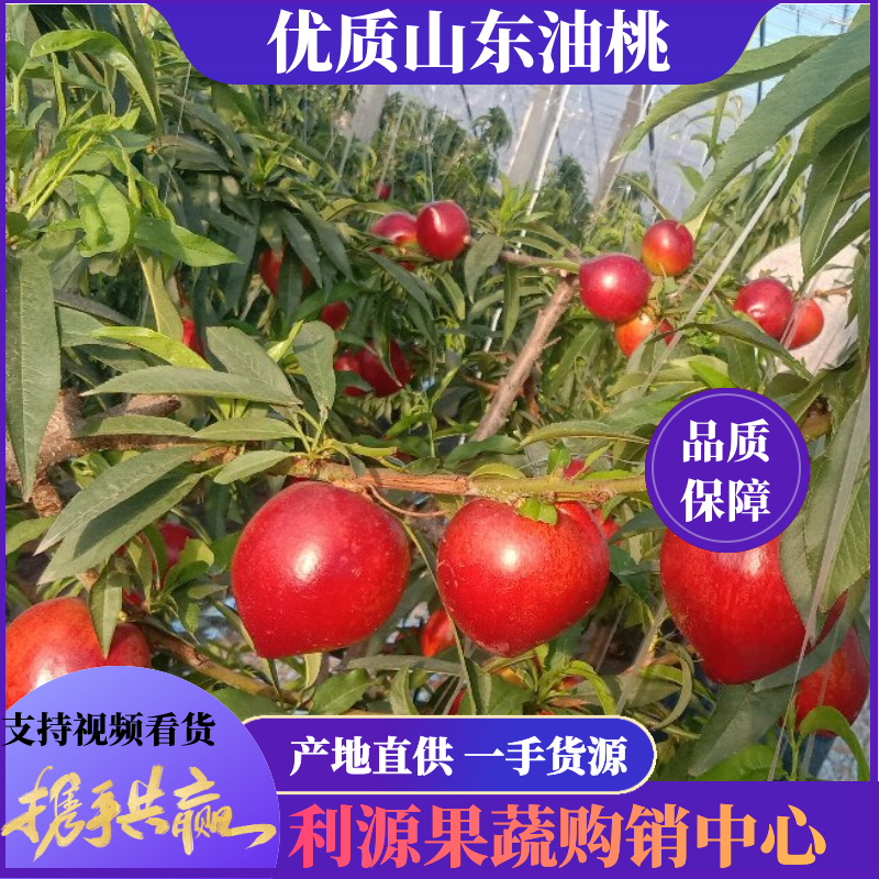 〔精品〕黄桃高品质硬度好耐运输商超品质代发全国