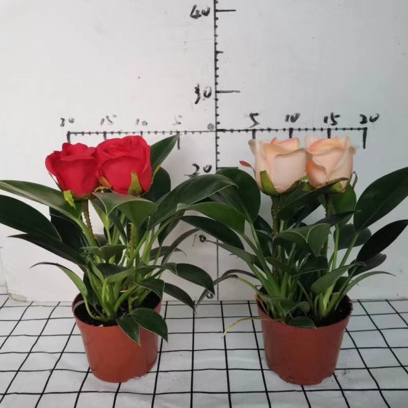 110绿公主绿钻辟邪镇宅植物，基地直发（配仿真花）